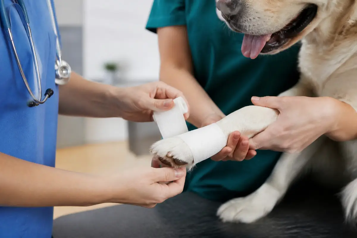 veterinarians - close-up-of-ha