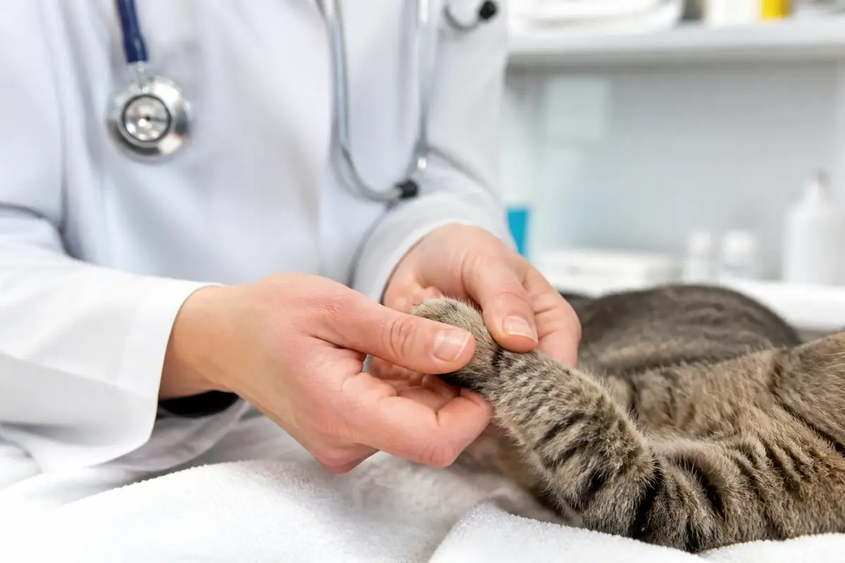 vets__veterinarians - close-up-of-a-_4
