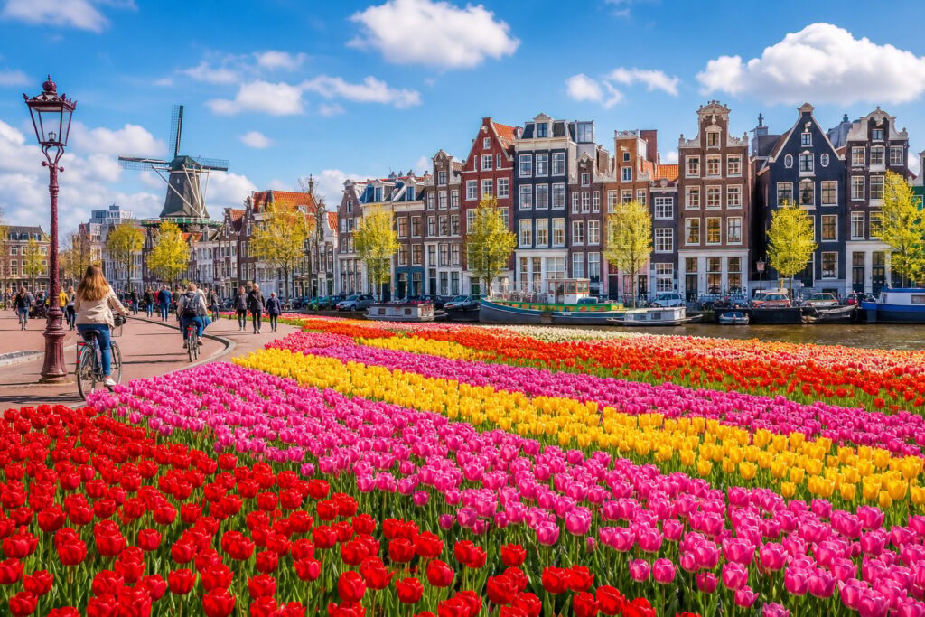 Rows of colorful tulip fields near traditional Dutch canal houses and a canal with boats under a blue sky, with people walking and cycling nearby.