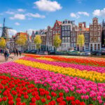 Rows of colorful tulip fields near traditional Dutch canal houses and a canal with boats under a blue sky, with people walking and cycling nearby.