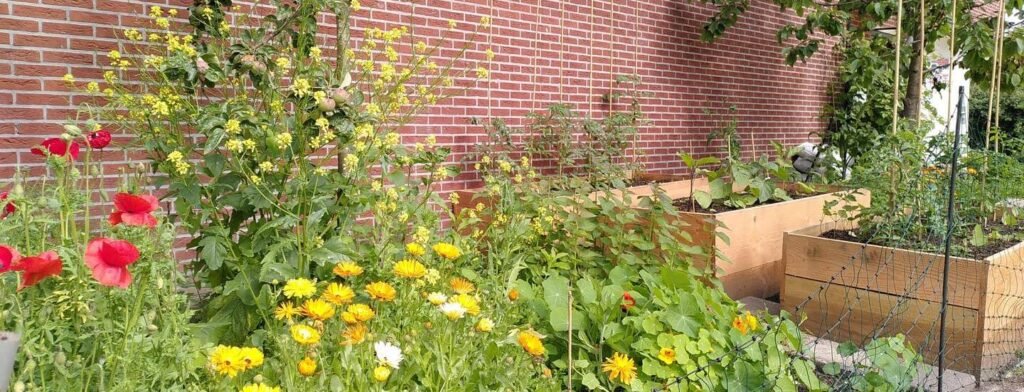 Harvest vegetables and herbs at Sociale Buurtvoedseltuin