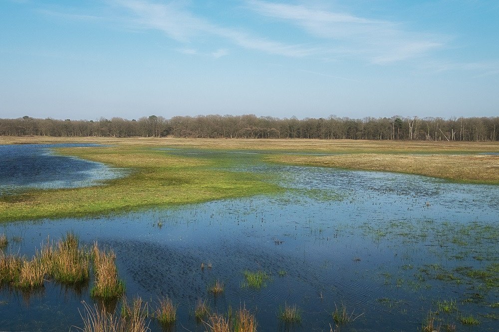 Guided nature excursion through the closed Laarder Wasmeer reserve
