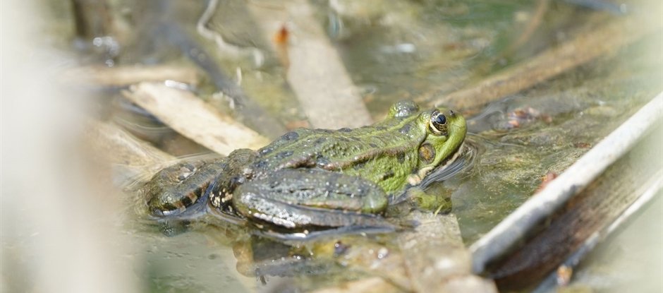 Dip nets and pond life with a forest ranger
