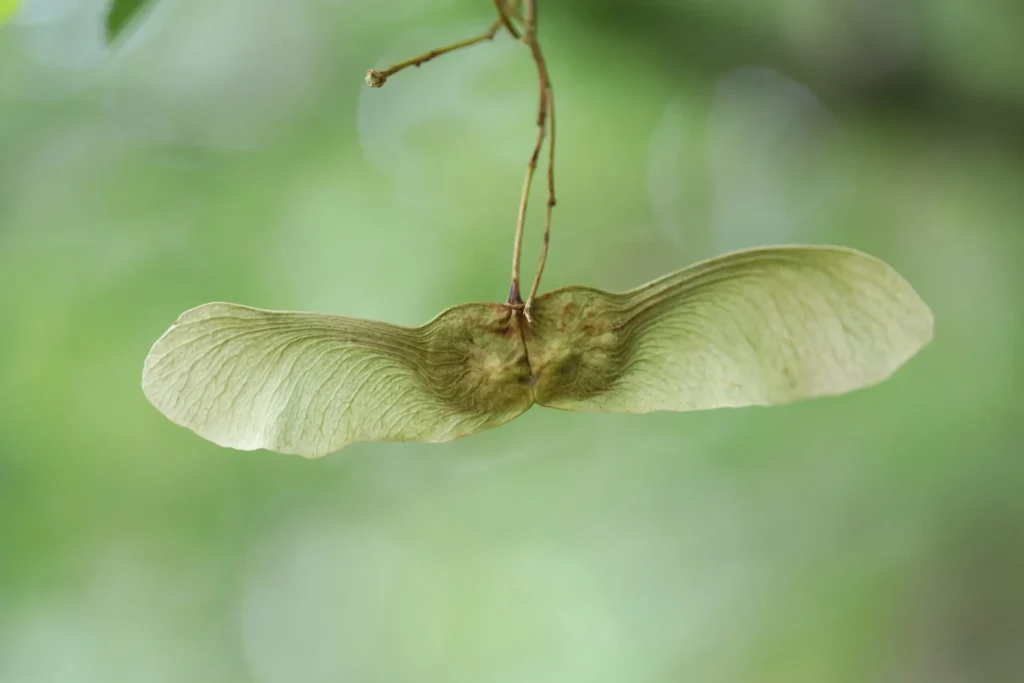 Seeds big and small, with a peek inside the Hortus seed bank