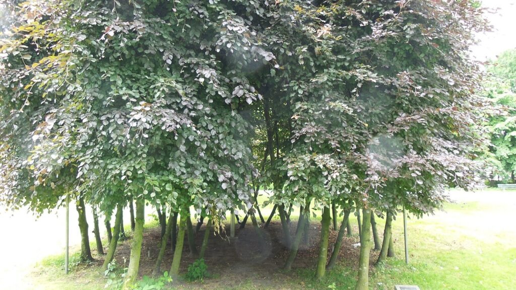 Bruidssuite westerpark amsterdam