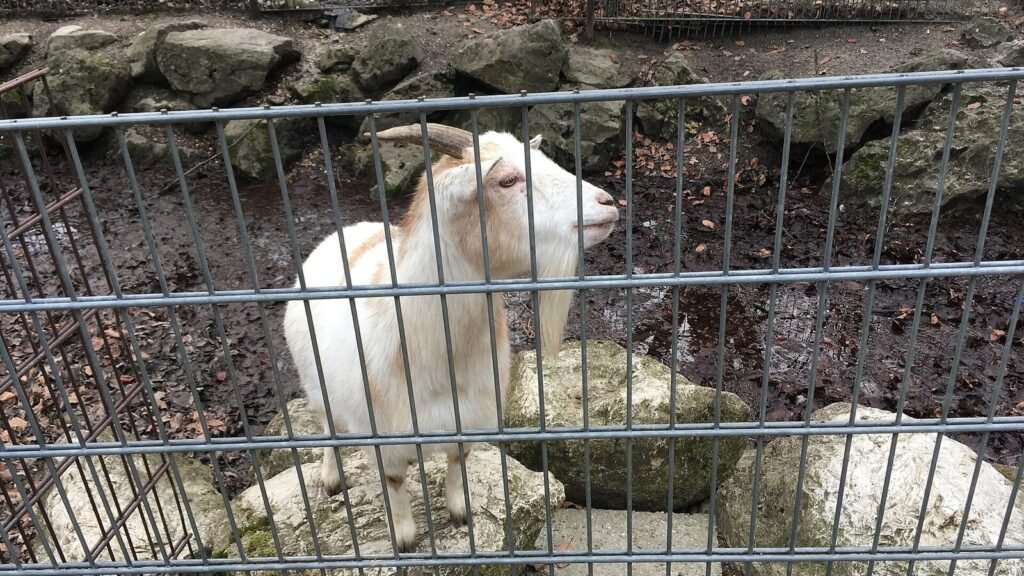 Goat petting zoo ulm