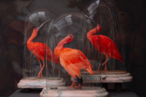 Guided tour of the Art Zoo Museum’s taxidermy collection