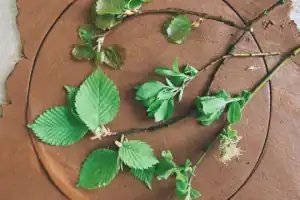 Botanical plaster casting in a three-hour bas-relief workshop