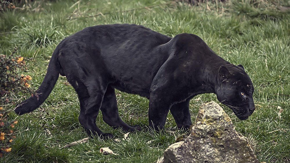 A black jaguar