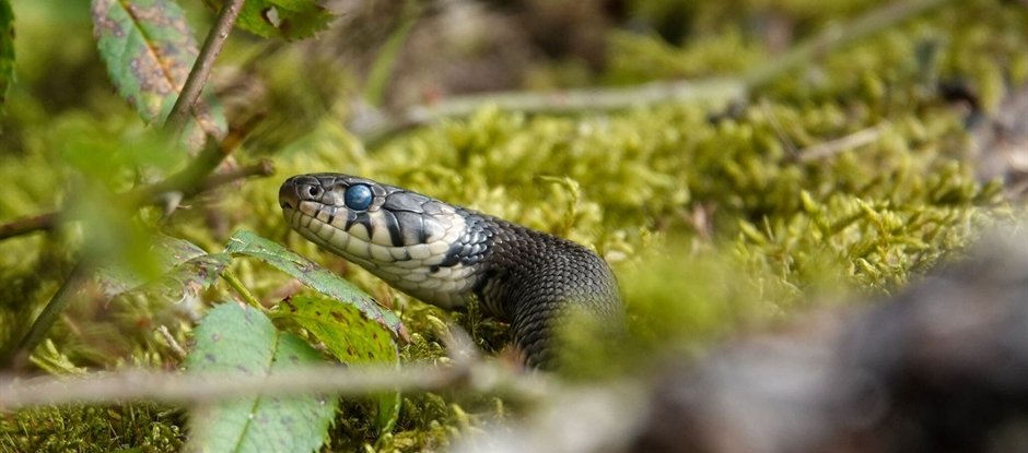 Kidsclub Bodemdierensafari bug hunt in the Amsterdamse Bos