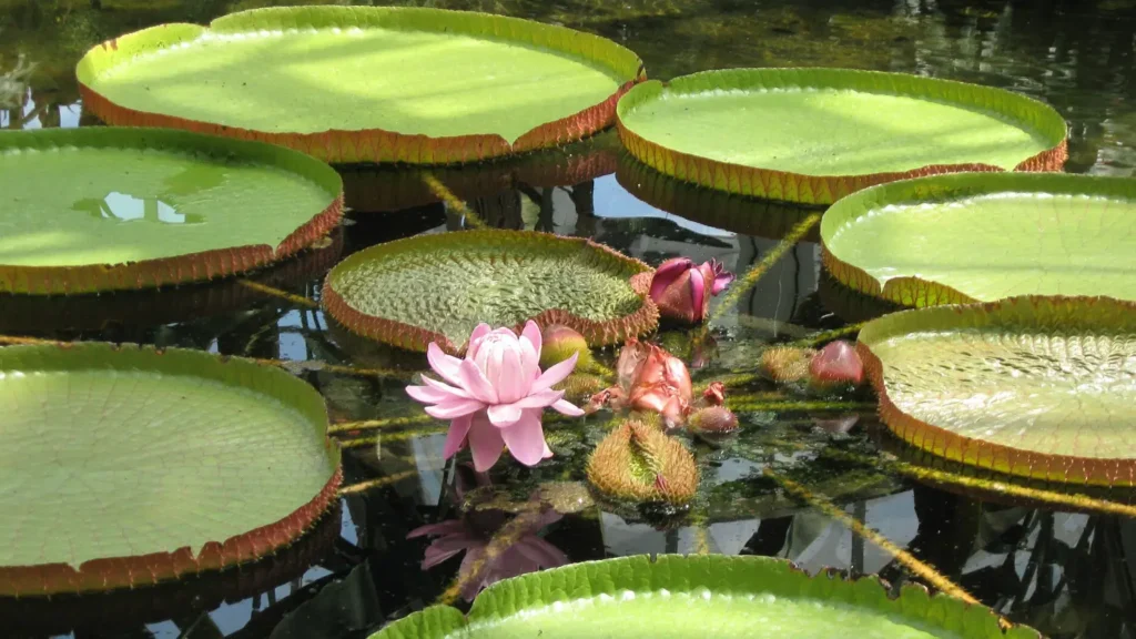 lilly