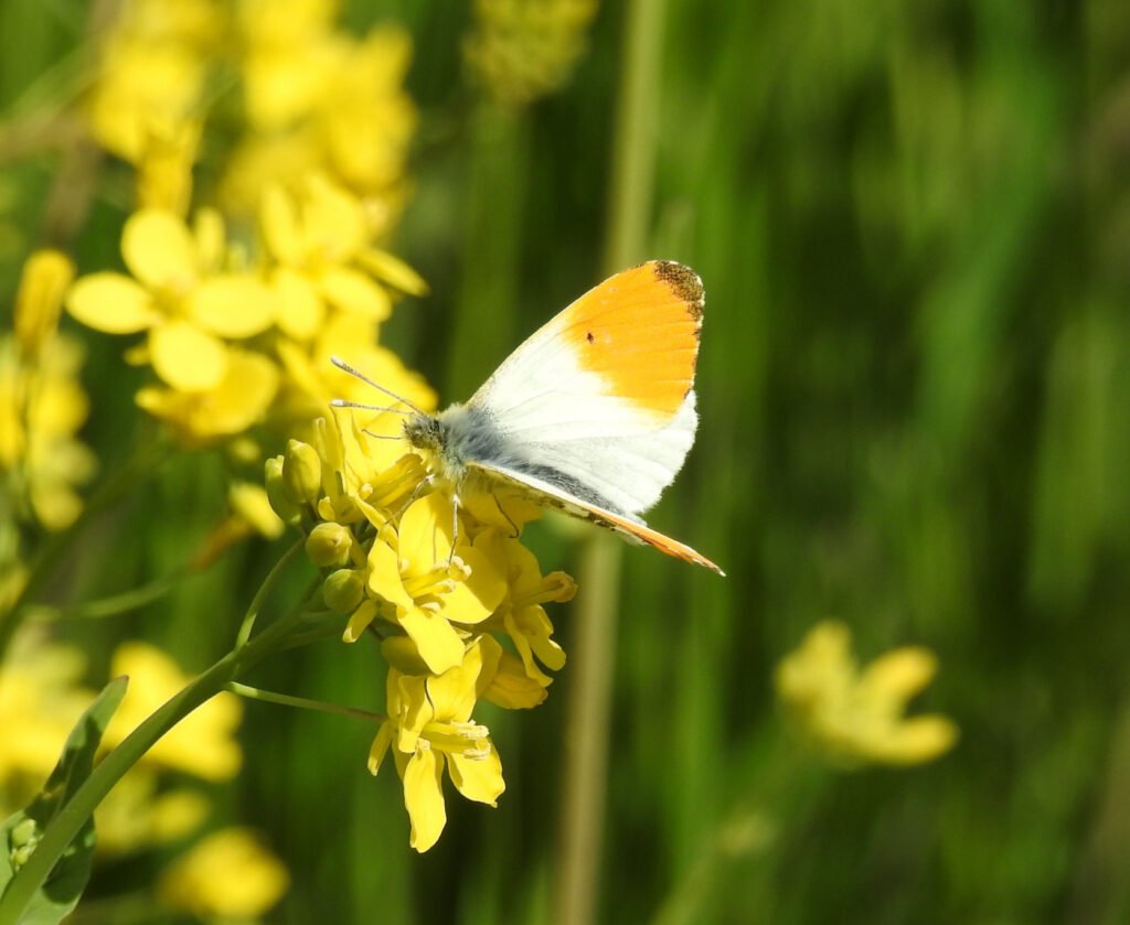 IVN Guides Lead a Monthly Nature Walk near Amstelveen