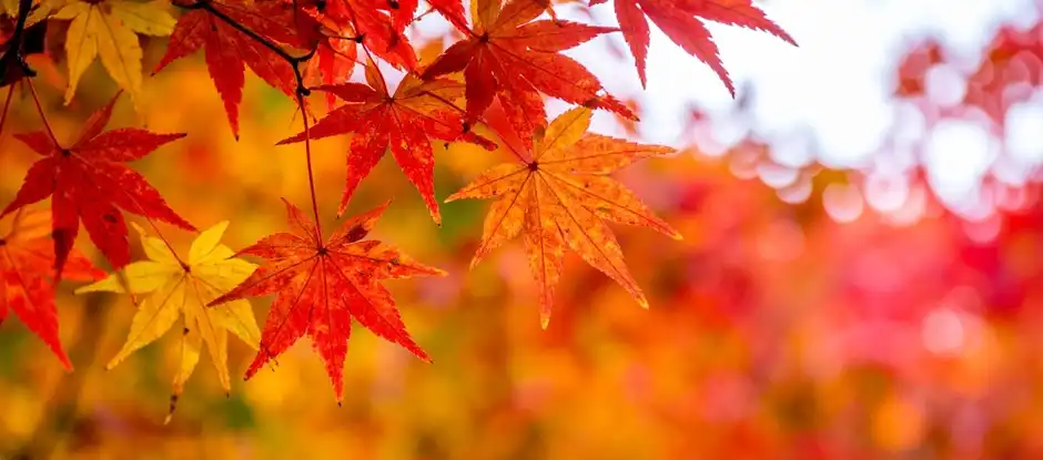 Autumn forest safari with Amsterdamse Bos rangers