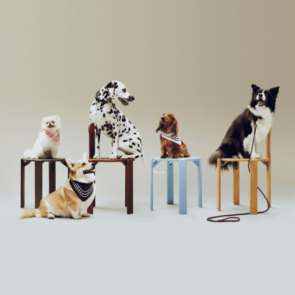 Dog portraits for Dierendag at HAY House