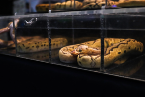 Killer_bee_ball_python_snake
