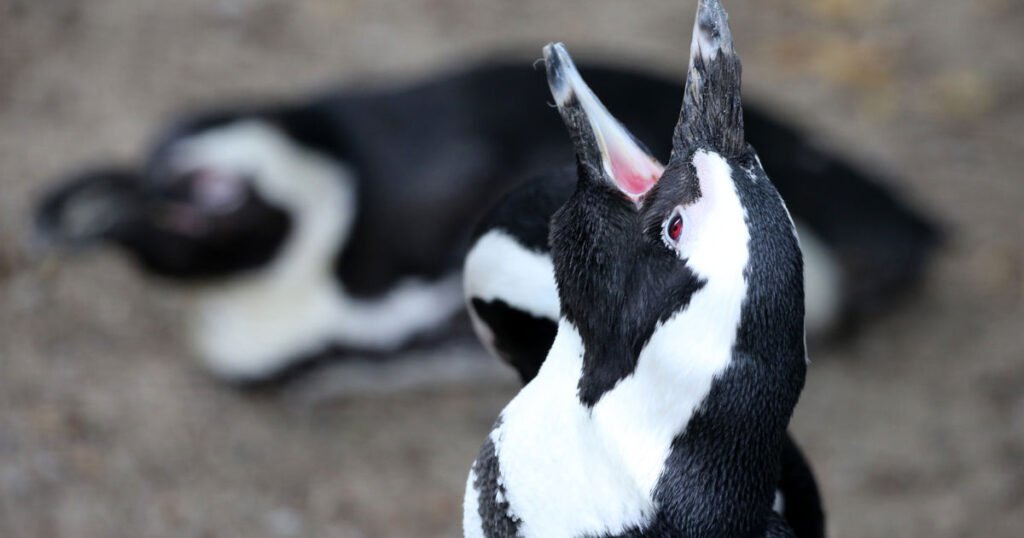 Penguin Day at ARTIS, with crafts and questions for the keepers