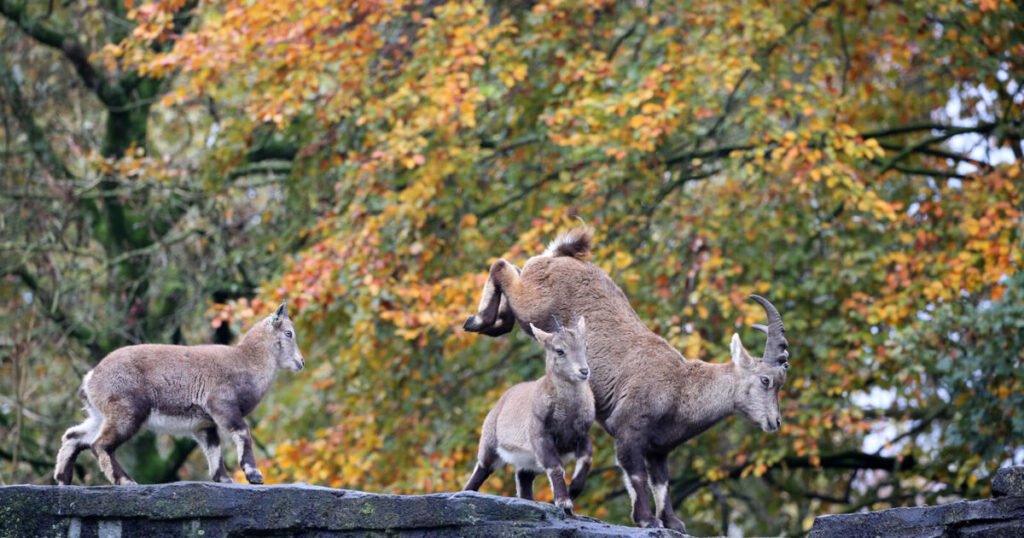 Autumn holiday activities across ARTIS’s park and museums