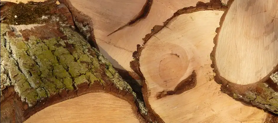 Tour the Houtwerf, then build a birdhouse from local wood