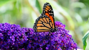 buterfly