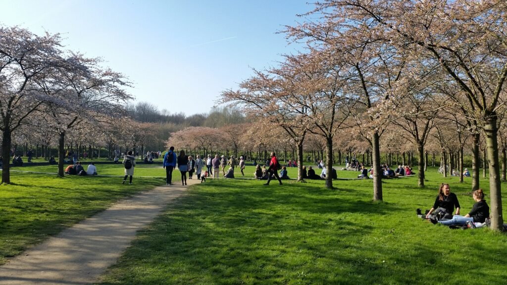 Cherry trees in blossom at the Bloesempark in the Amsterdamse Bos