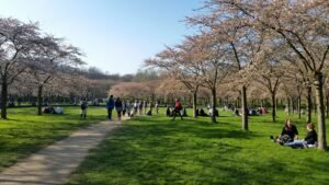 Cherry trees in blossom at the Bloesempark in the Amsterdamse Bos