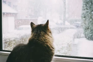 czNmcy1wcml2YXRlL3Jhd3BpeGVsX2ltYWdlcy93ZWJzaXRlX2NvbnRlbnQv-4