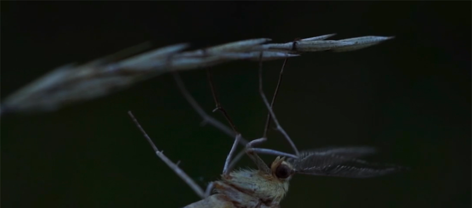 Moth watching after dark in Amsterdamse Bos