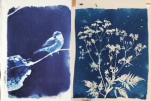Cyanotype prints made with plants, feathers and lace