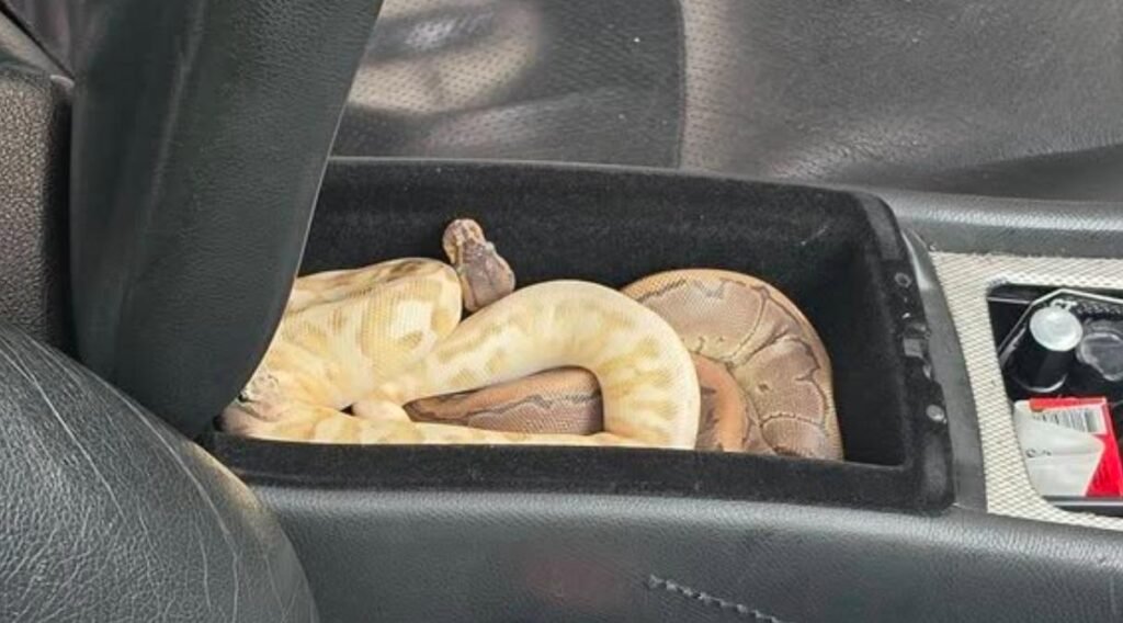 python