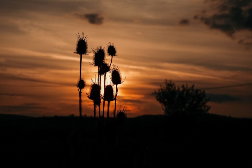 Teasels in a field