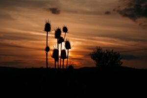 Teasels in a field