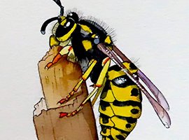 Draw insects in ink and watercolour in one day